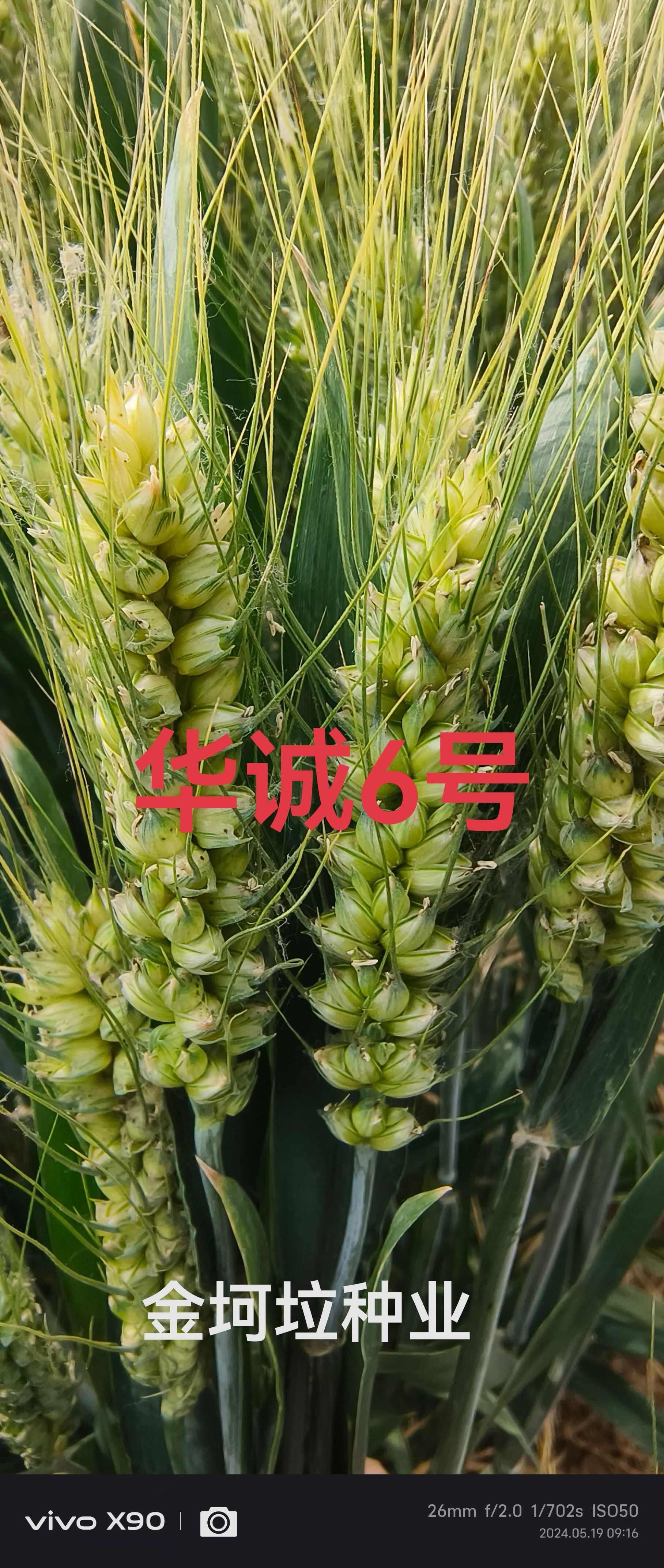 国审小麦种子华诚6号矮秆大穗产量高抗寒能力强山东厂家直供