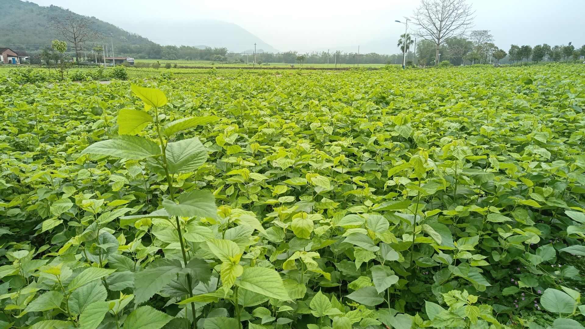 食品级桑叶当季农家桑芽菜桑叶菜新鲜菜批发健康嫩芽酒店餐厅特色