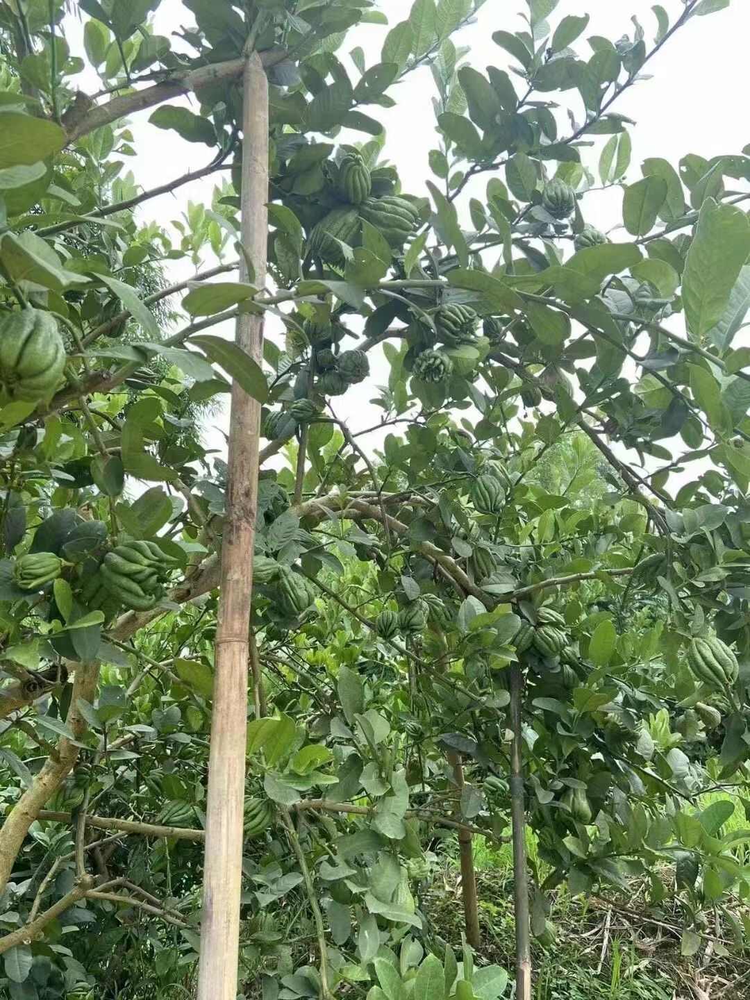 佛手苗 基地直发川佛手苗