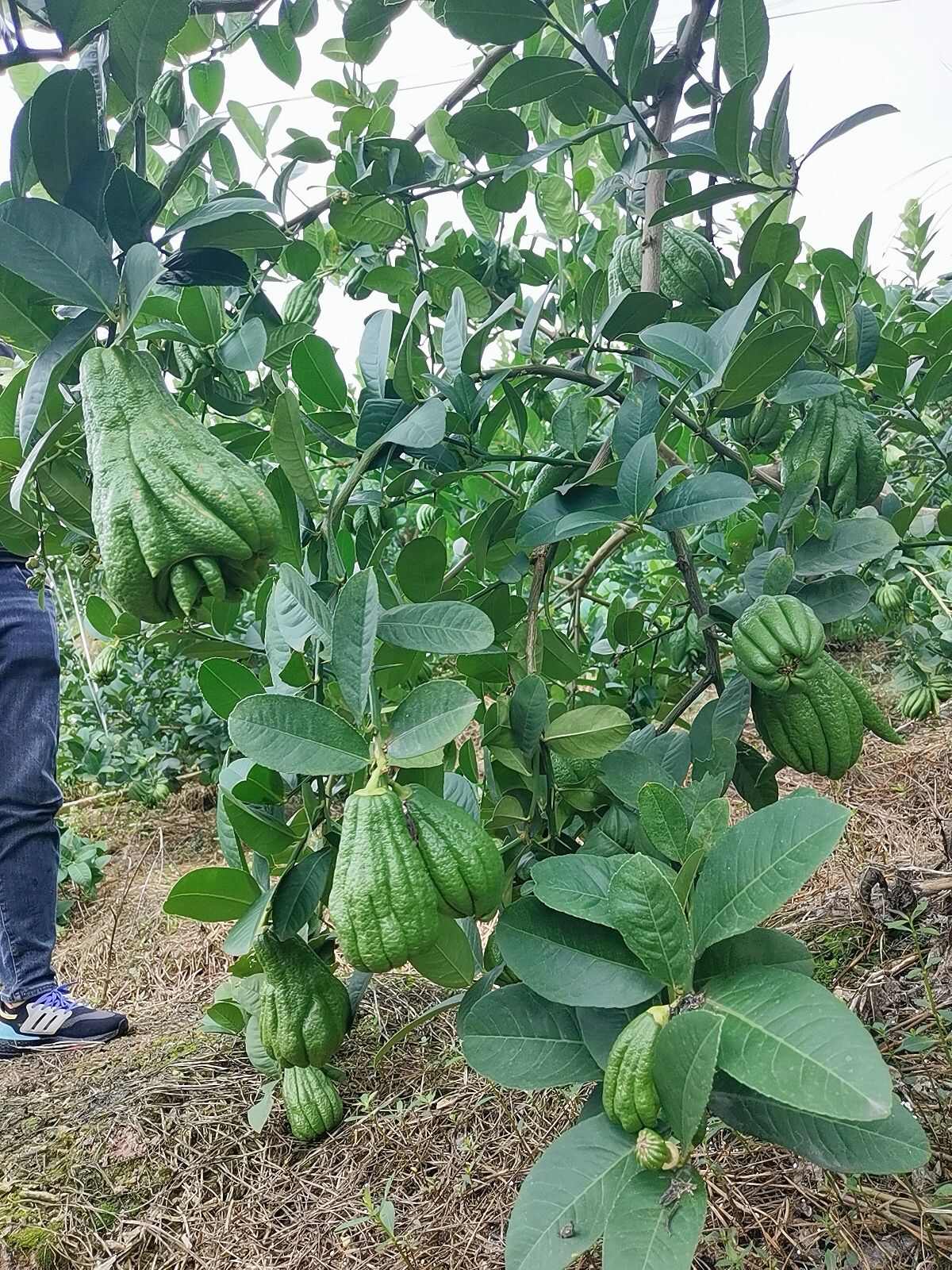 佛手苗 基地直发川佛手苗