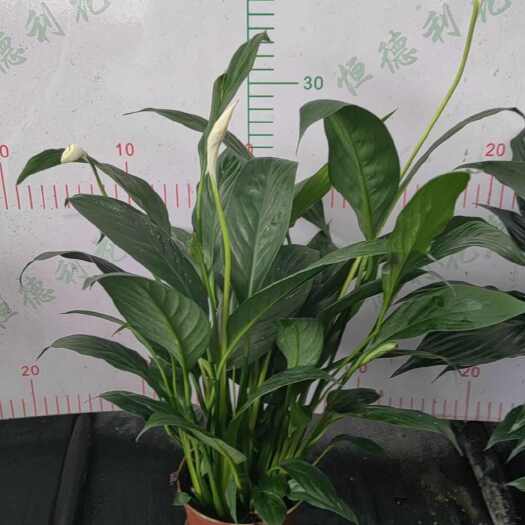 广州100白掌4个花起