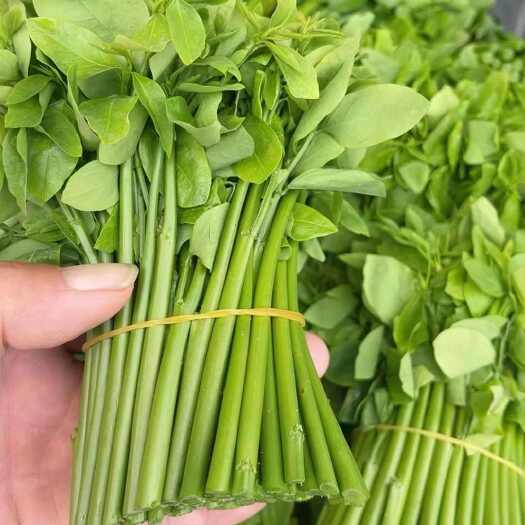 广西树仔菜 农家肥料种植 口感好