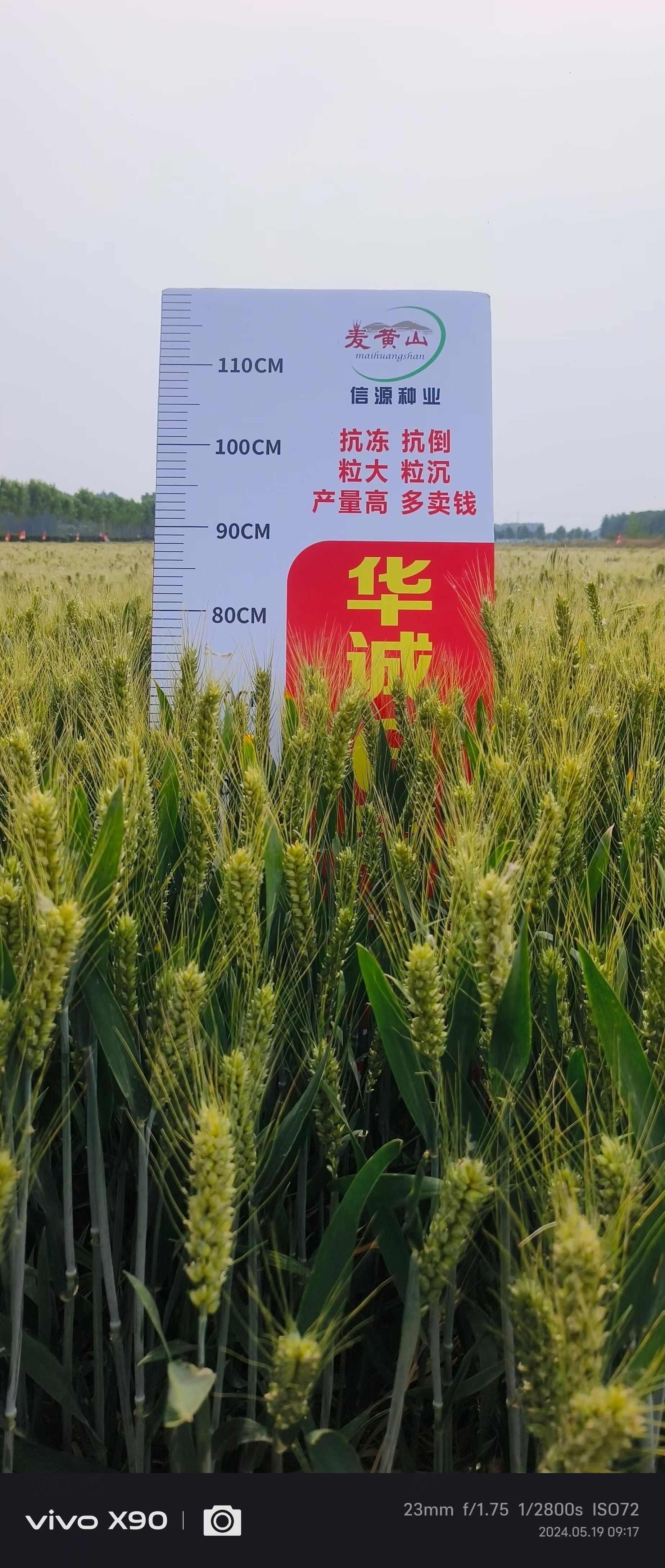 国审小麦种子华诚6号矮秆大穗产量高抗寒能力强山东厂家直供