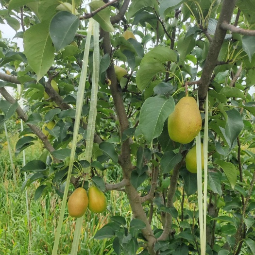 大荔縣陜西精品紅香酥梨，大量供應(yīng)，貨源充足，產(chǎn)地直發(fā)，代發(fā)