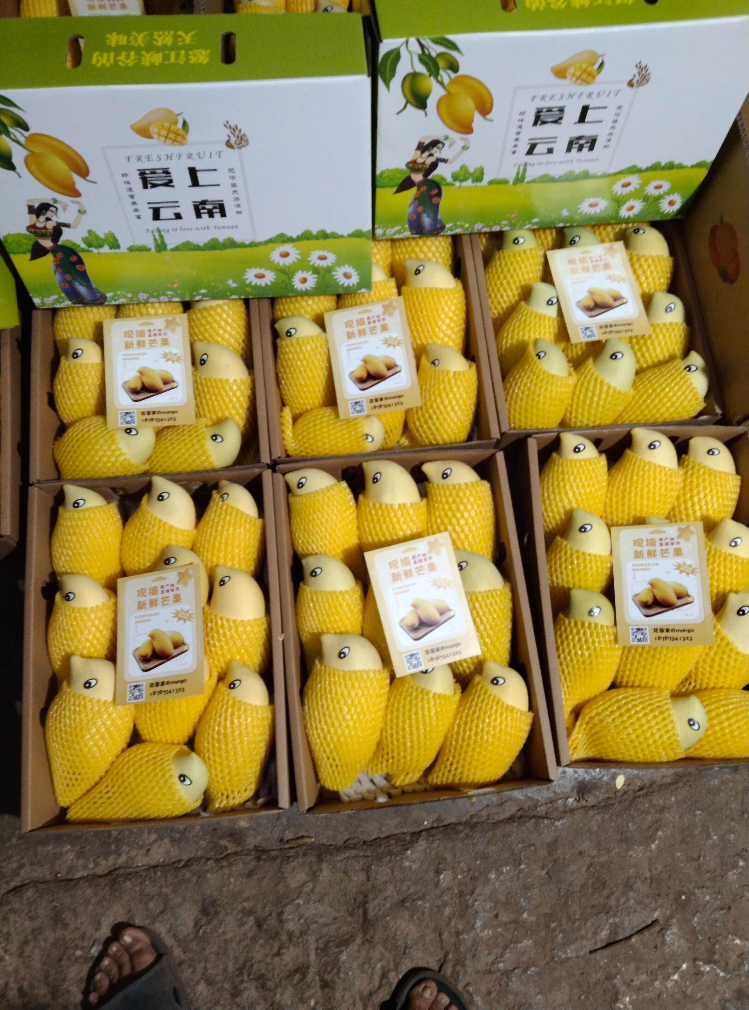 云南鹰嘴芒
