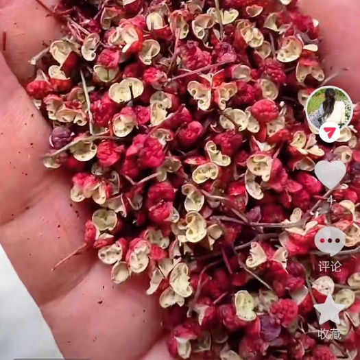 宝丰县甘肃麻椒特香特麻颗粒大全国包邮