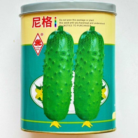 沭阳县水果黄瓜种子 尼格 唐山秋瓜 瓜皮翠绿口感清香 大田高产黄瓜
