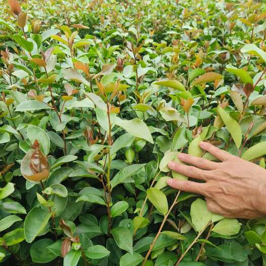 钦州油茶苗