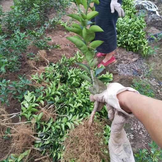宜宾枳壳苗 川枳壳苗 药柑苗  酸橙枳壳嫁接苗