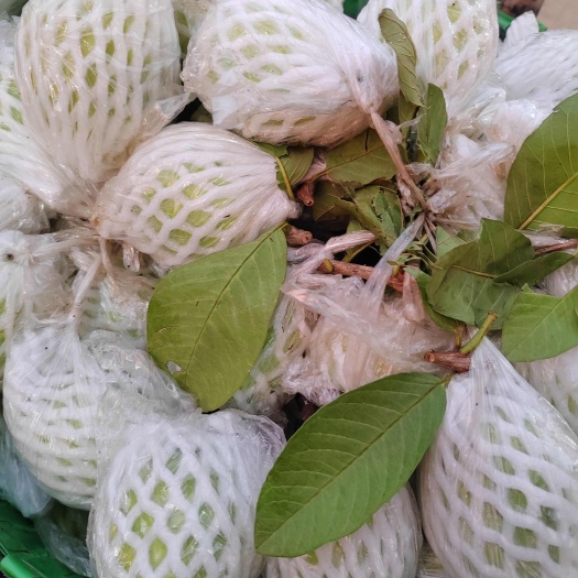 南宁白心珍珠芭乐，番石榴广西产值直供