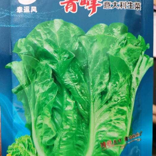 南阳泰国大肉生菜种子 全年抗热耐抽苔