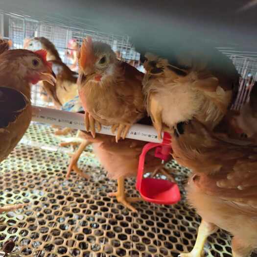 衡阳手工阉鸡脱温鸡苗