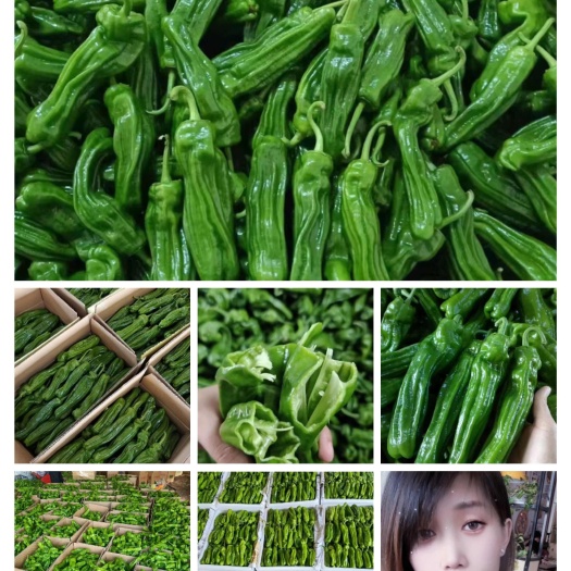 费县山东芜湖椒【热卖中】薄皮椒，对接电商，市场，超市社团代发全国