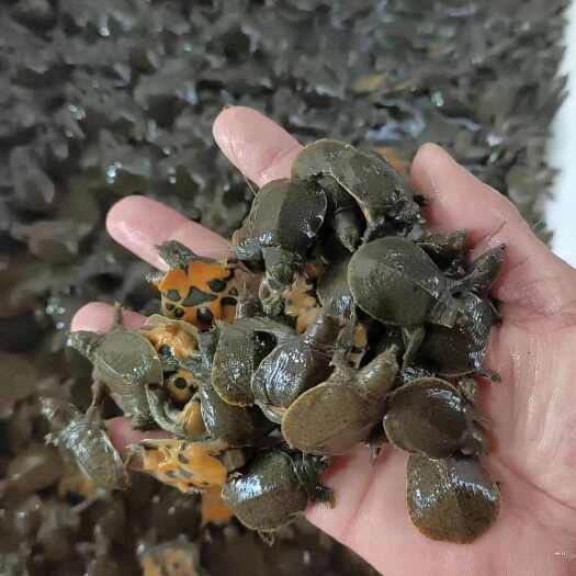 中华鳖小甲鱼苗大苗100只水鱼苗王八团鱼苗生态外塘养殖龙鱼料