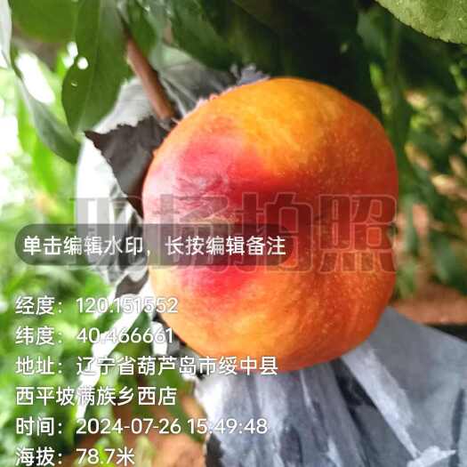 绥中县绥中水果地方品牌优质产区油蟠7