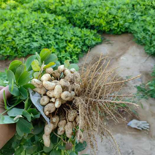 哈密白沙花生鲜果（罗汉果）