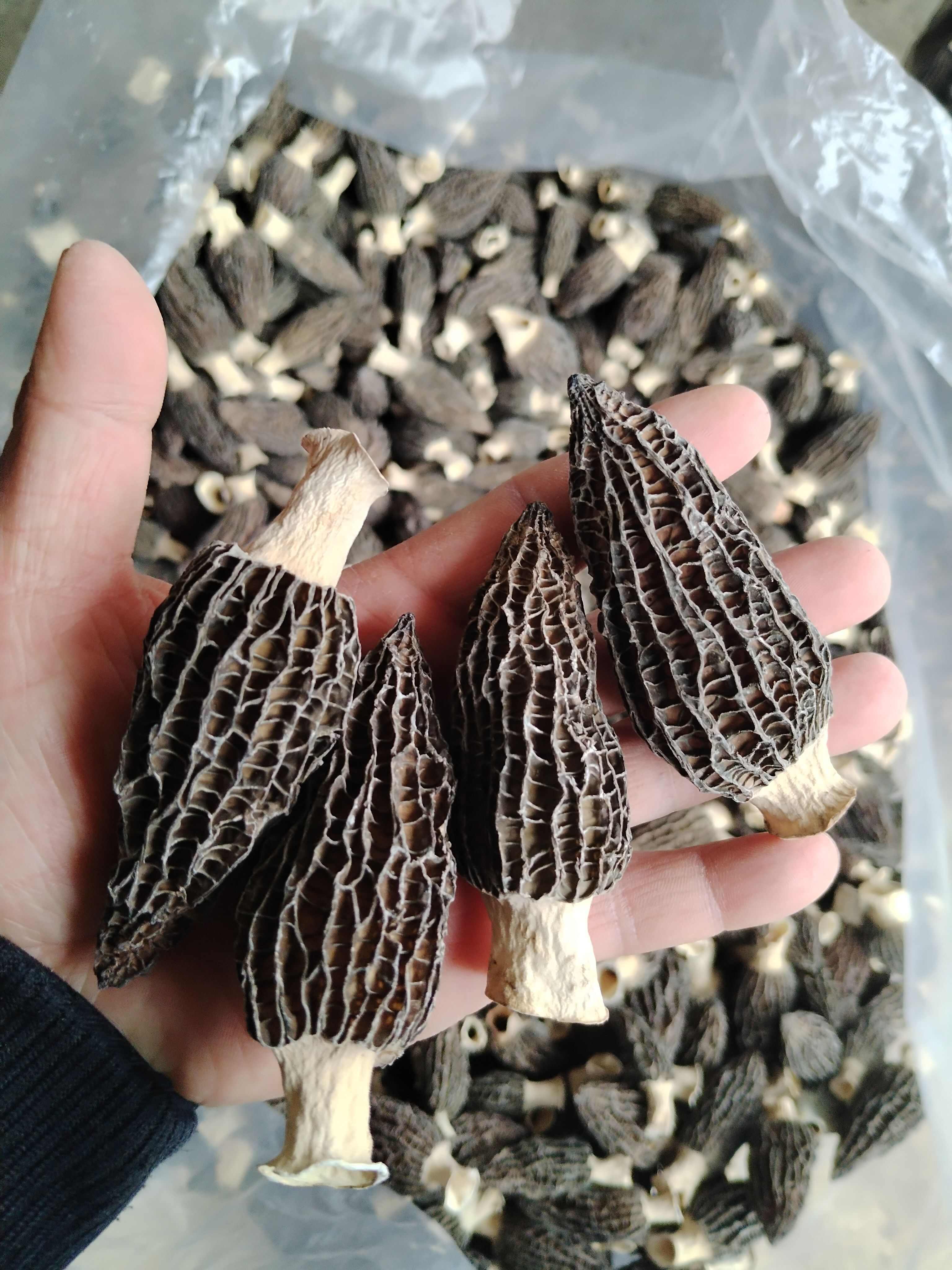 精品头茬肉厚原干剪柄羊肚菌产地批发一斤包邮