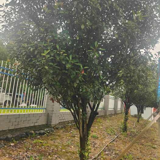 桂花树