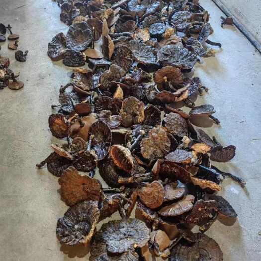 纳雍县枫树灵芝赤灵芝中药材