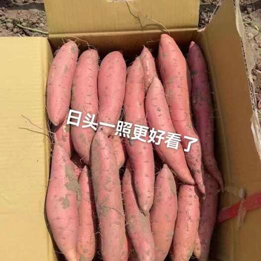 昌黎县沙土地烟薯