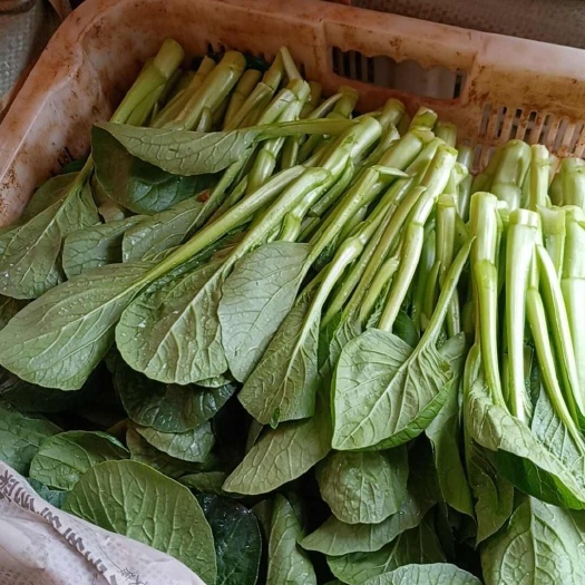 昆明产地蔬菜