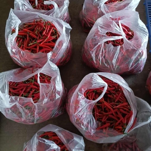石泉县小米椒