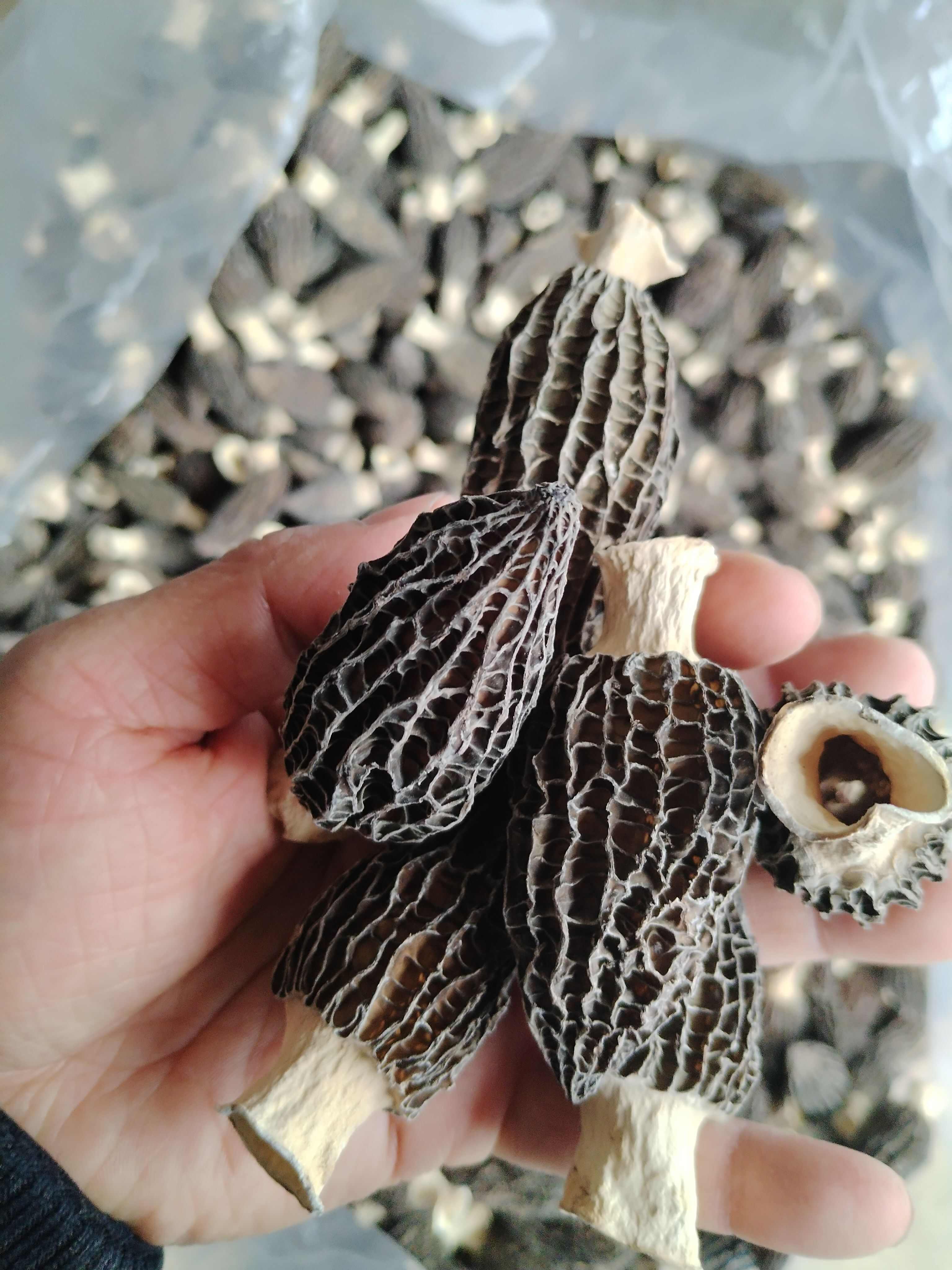 精品头茬肉厚原干剪柄羊肚菌产地批发一斤包邮