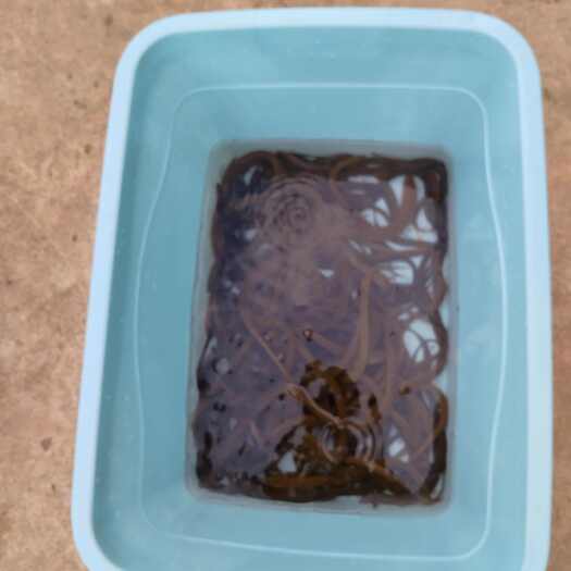 常宁市农村地笼抓的纯黄鳝