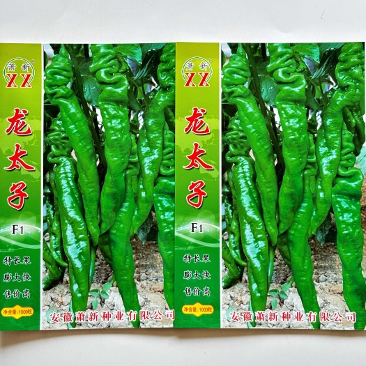 沭阳县萧新东海龙王辣椒种子早熟全螺椒辣味香浓薄皮大果螺丝椒种子