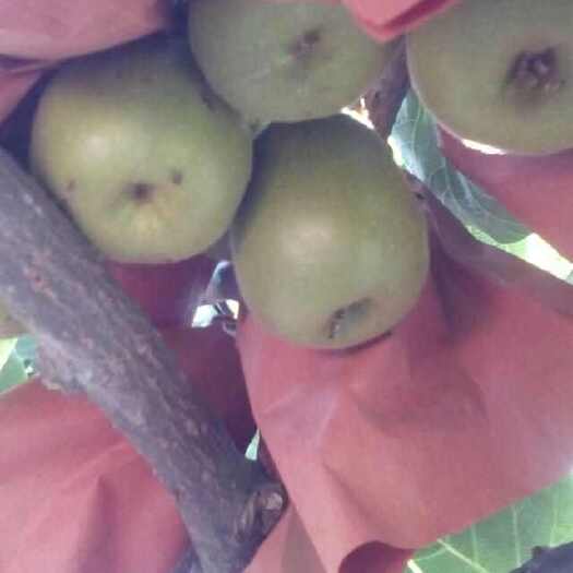 苍溪县红阳猕猴桃