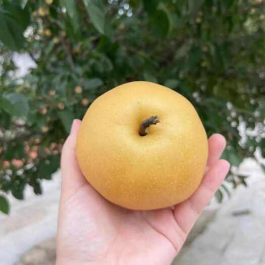 睢宁县大量丰水梨上市