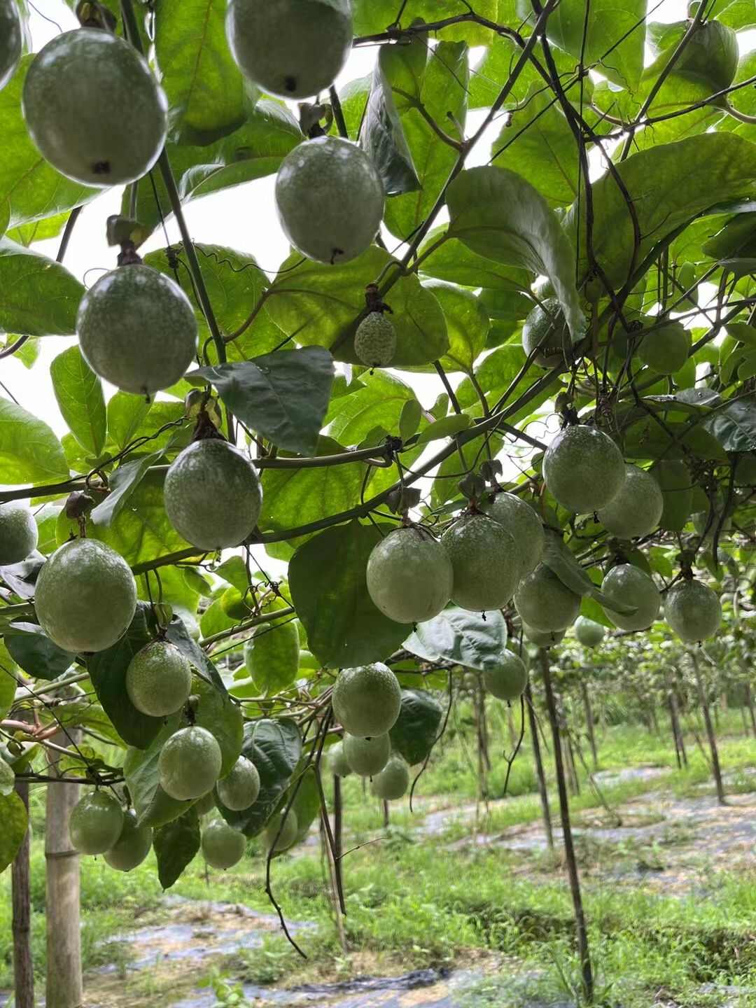 廣東高州百香果