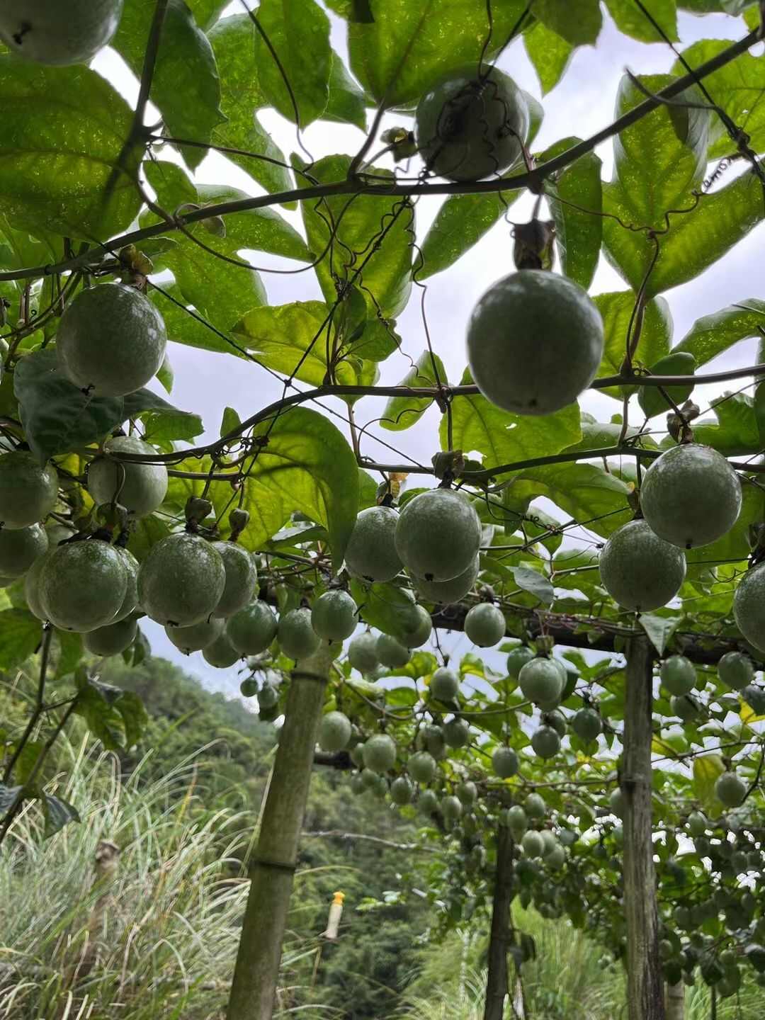 廣東高州百香果