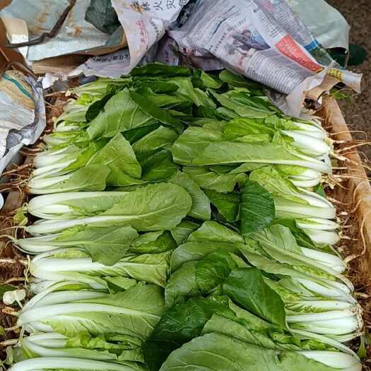 昆明产地蔬菜