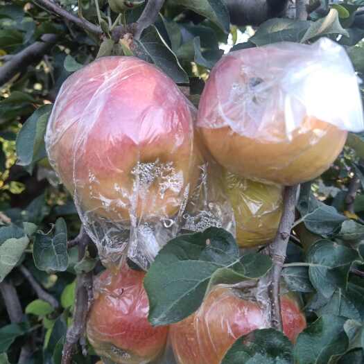 馆陶县华硕苹果
