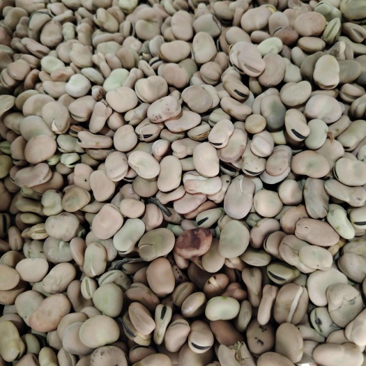 富源县蚕豆饲料蚕豆 喂脆鲩鱼专用饲料 干胡豆 喂猪牛羊饲料 钓鱼蚕