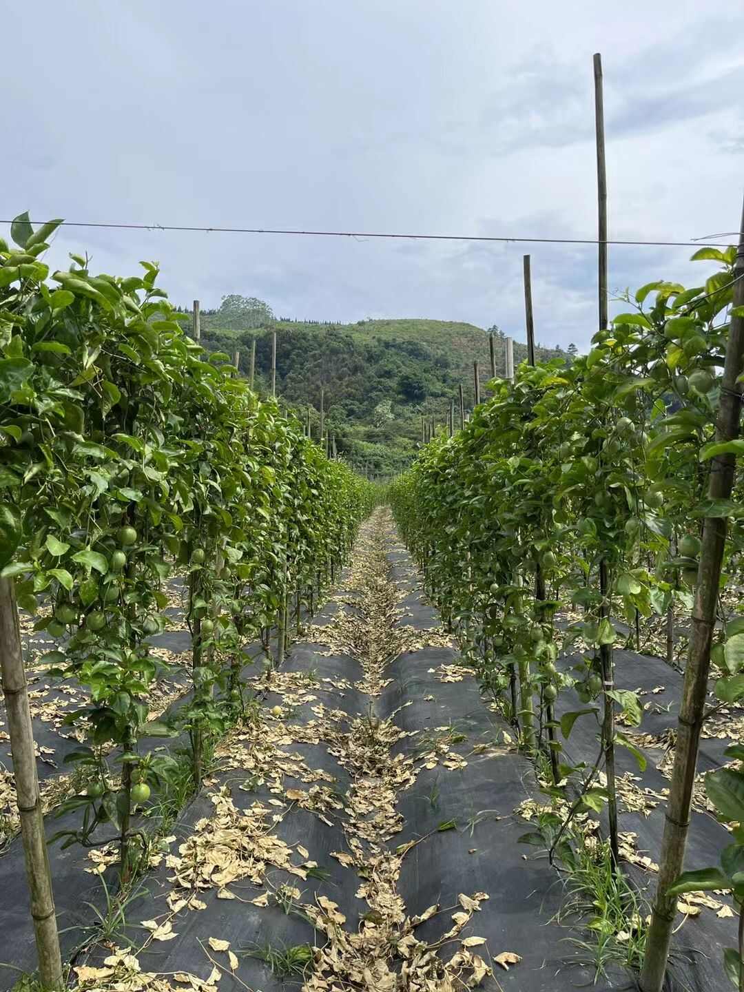 廣東高州百香果