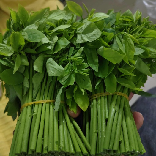 清远树仔菜