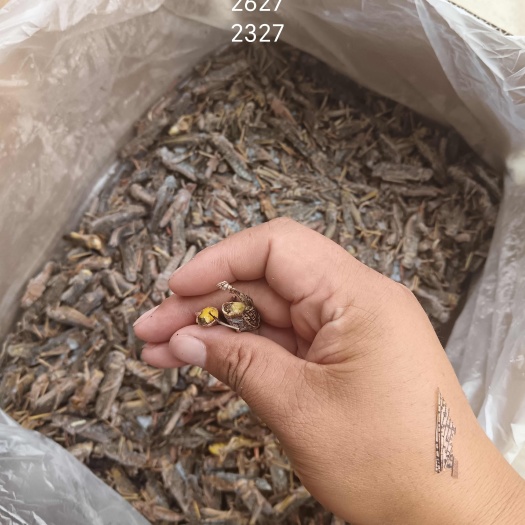 乐陵市蝗虫，蚂蚱