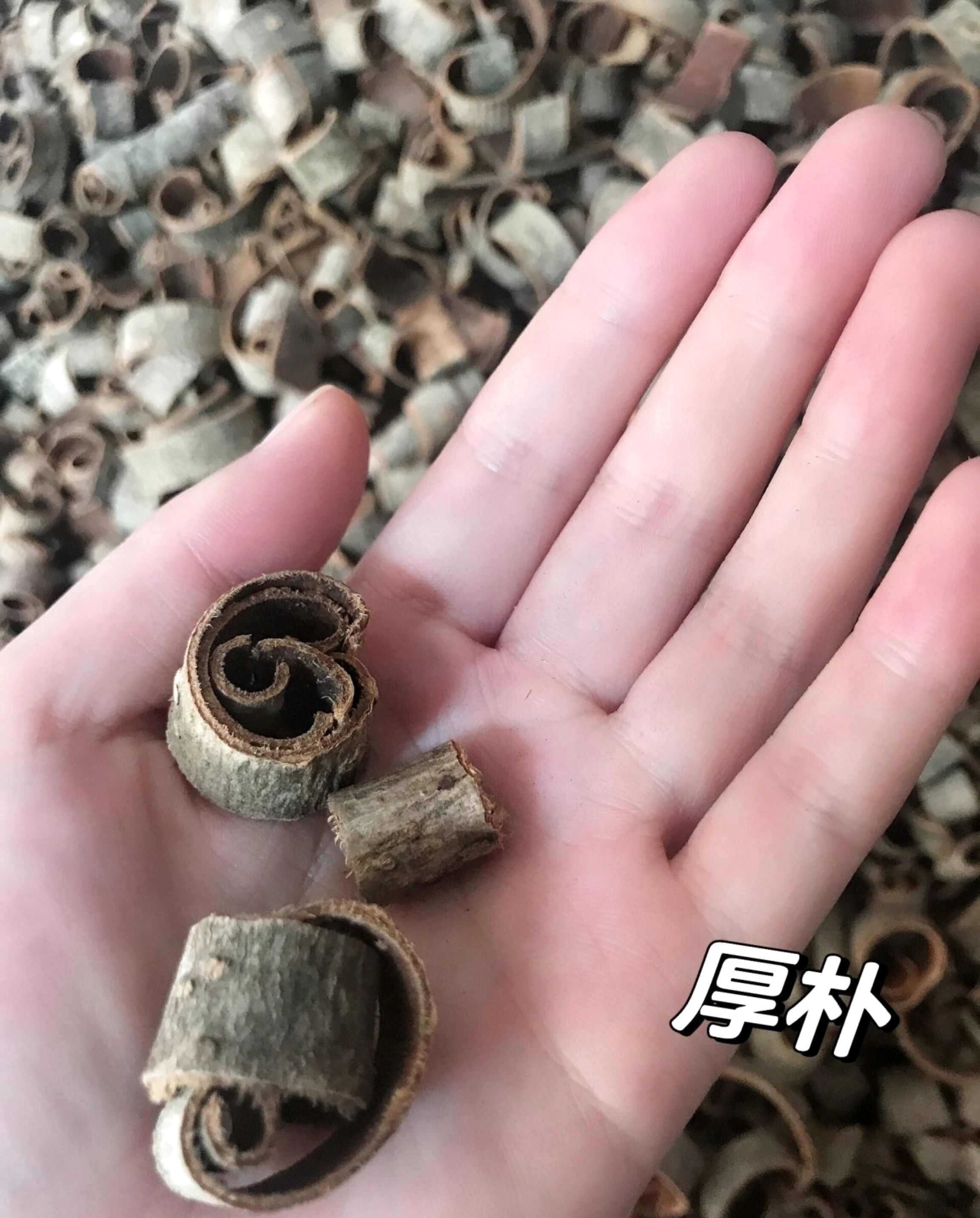 厚朴