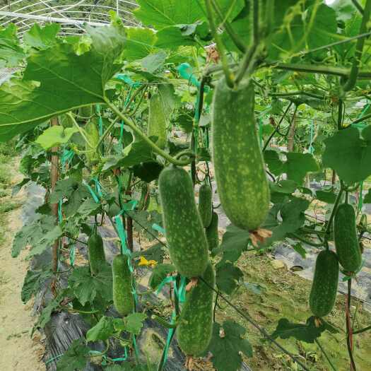 贵定县毛节瓜