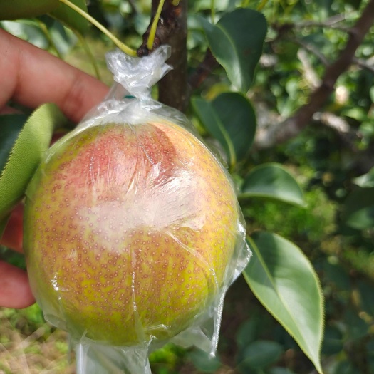 阳信县媚梨