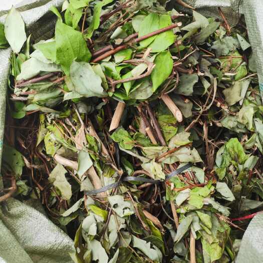 广南县金银花藤，干货包邮