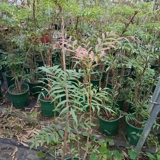 成都十大功劳盆栽熟货