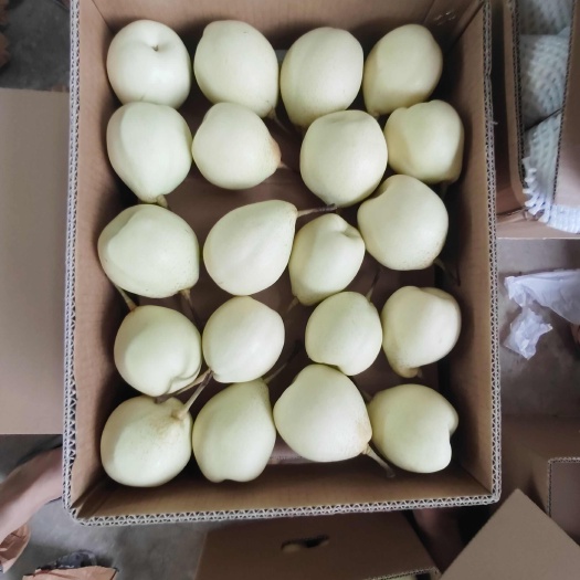 鸭梨上新，产地直发，量大从优，欢迎选购