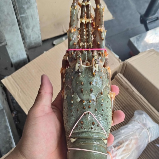 上海印度蓝鳍小青龙全规格