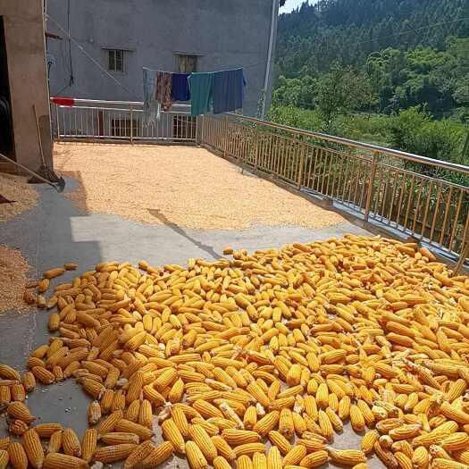 南部县新玉米