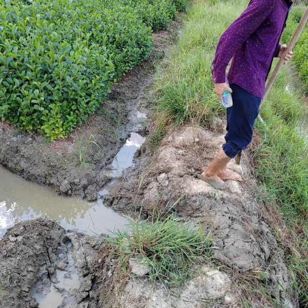 当年生江南桤木小苗、水东瓜小苗/40—300高度江南桤木小苗