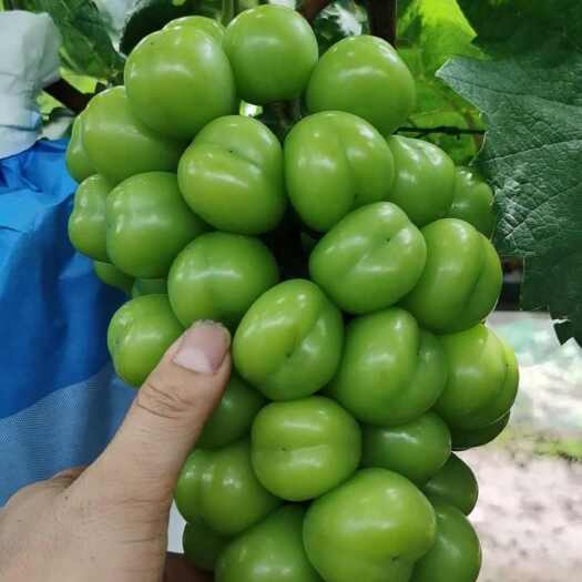 乌鲁木齐阳光玫瑰