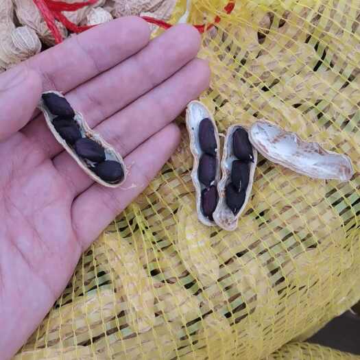 孟连县云南孟连黑花生  黑花生